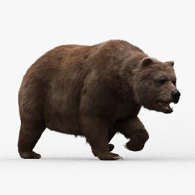 3D model Bear Animated